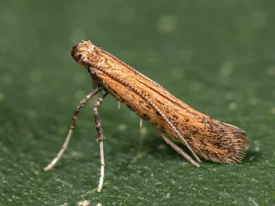 Sabulopteryx limosella