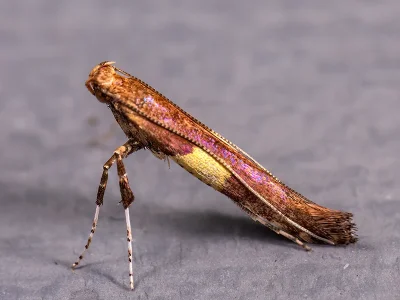 Caloptilia semifascia