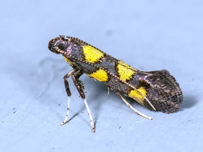 Calybites quadrisignella