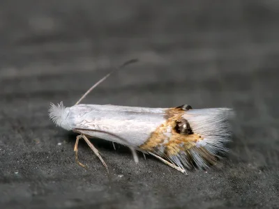 Leucoptera sinuella