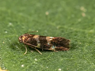 Antispila treitschkiella