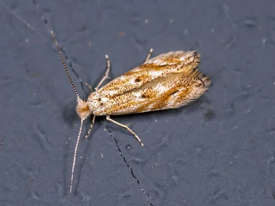 Bucculatrix bechsteinella