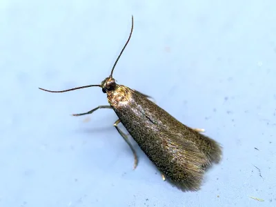 Coptotriche gaunacella