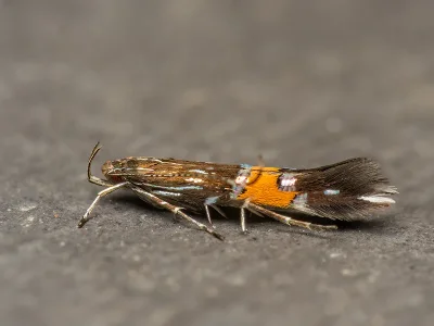 Cosmopterix feminella