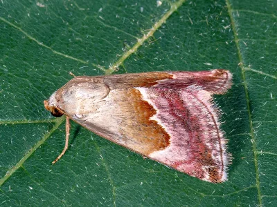 Eublemma (E.) rosea