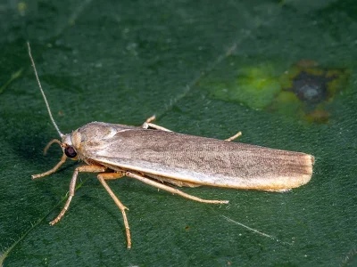 Eilema (Manulea) pseudocomplana