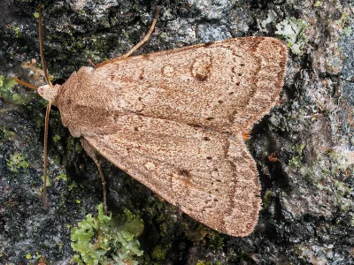 Xestia (X.) castanea