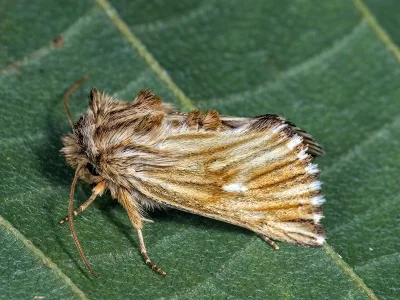 Teinoptera (Copiphana) olivina
