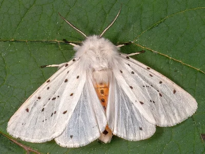 Spilosoma lubricipeda