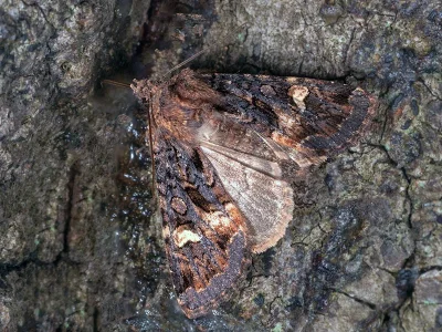 Rileyiana fovea
