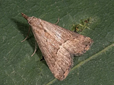 Schrankia taenialis