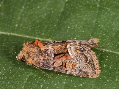 Oligia dubia