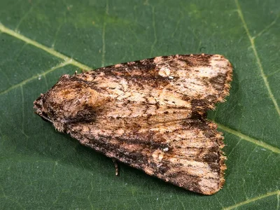 Mesapamea secalella