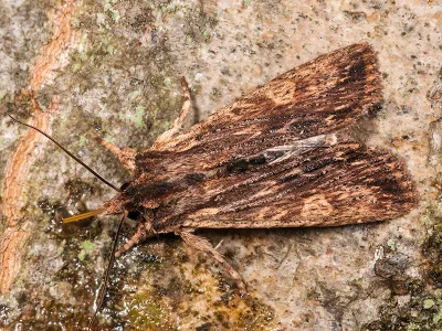 Lithophane (L.) semibrunnea