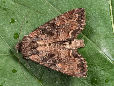 Lacanobia (Diataraxia) aliena