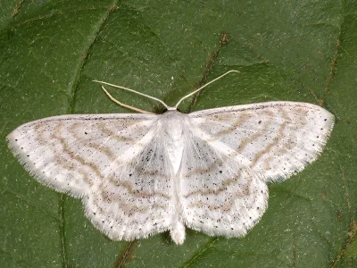 Scopula subpunctaria