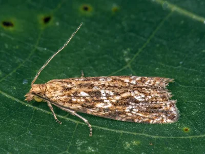 Bactra (B.) furfurana
