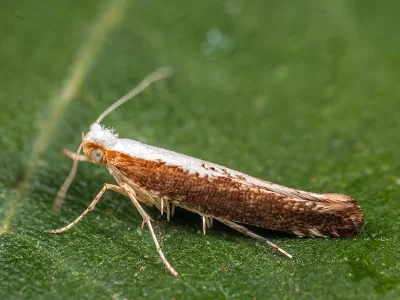 Argyresthia (A.) semifusca