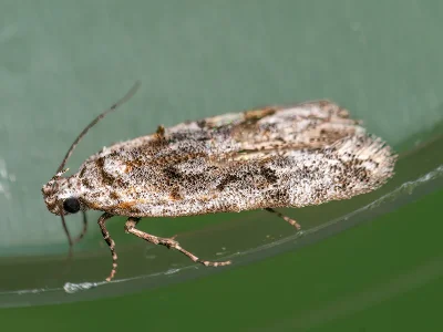Altenia scriptella