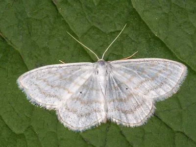 Scopula caricaria