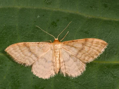 Idaea dilutaria
