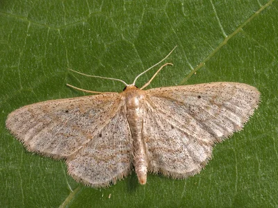 Idaea consanguinaria