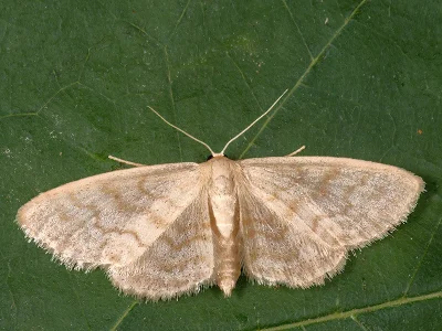 Idaea nitidata