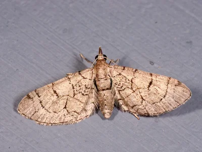 Eupithecia silenicolata