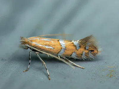 Phyllonorycter insignitella