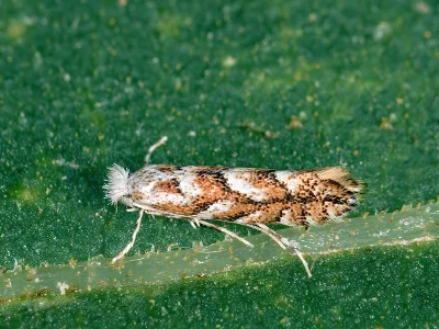 Phyllonorycter sagitella