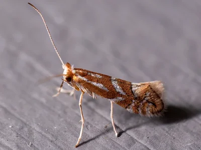 Phyllonorycter spinicolella