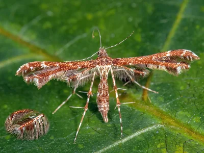 Capperia fusca