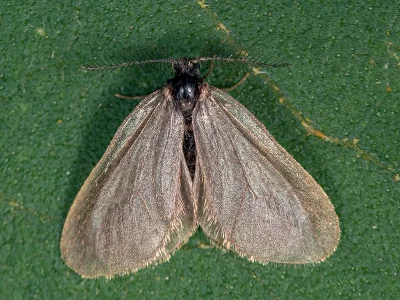 Rebelia nocturnella