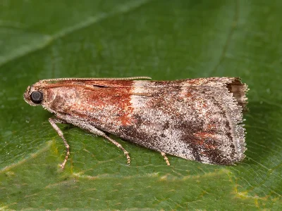 Acrobasis marmorea