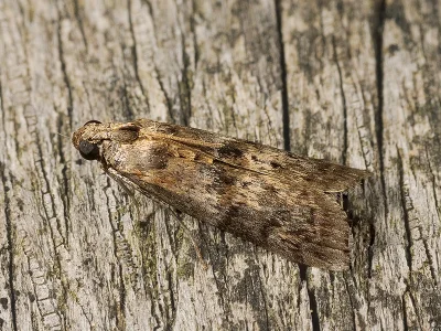 Acrobasis obtusella