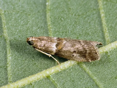 Acrobasis sodalella
