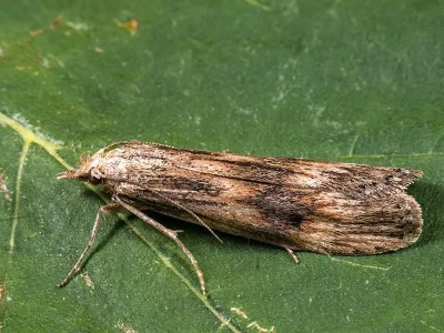 Aphomia (Melissoblaptes) foedella
