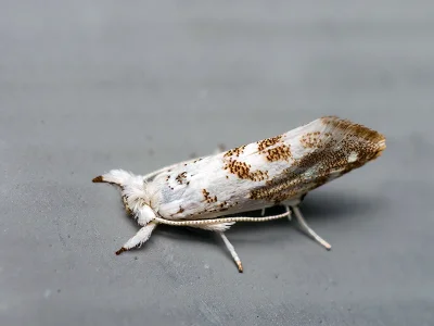 Niphonympha dealbatella
