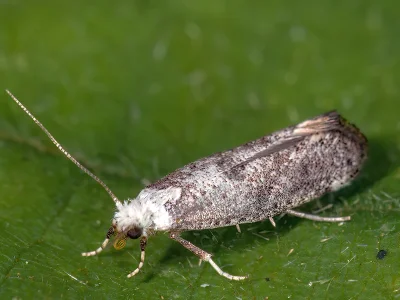 Swammerdamia compunctella