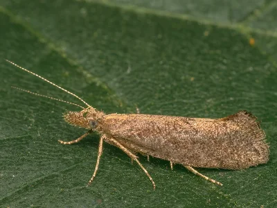 Ypsolopha chazariella