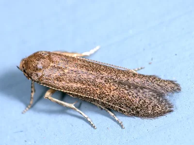Xystophora pulveratella