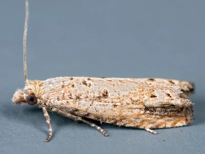 Thiodia trochilana