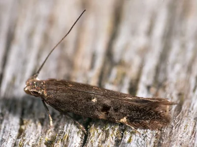 Aproaerema patruella