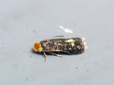 Stigmella catharticella