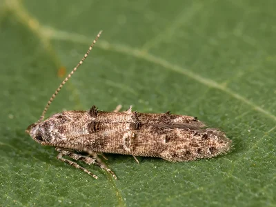 Sorhagenia lophyrella