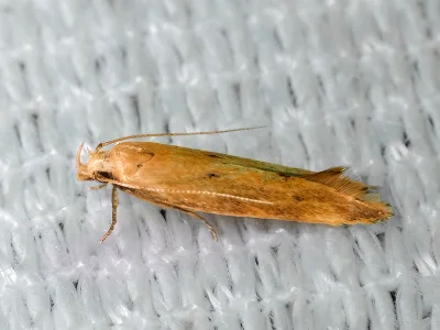 Sitotroga cerealella