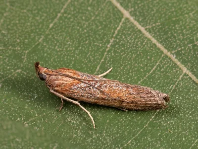 Selagia spadicella