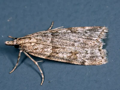 Scoparia manifestella