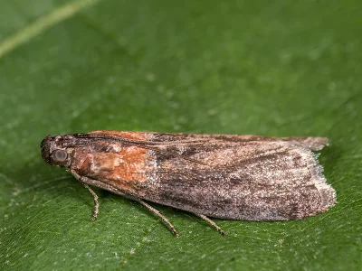 Sciota fumella