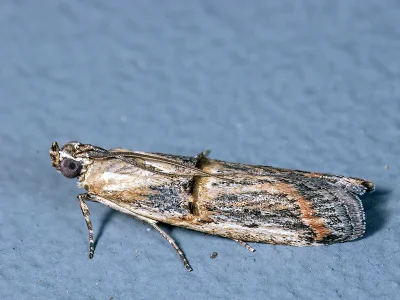 Psorosa dahliella